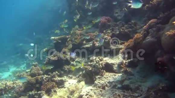 鱼礁美丽的环境红海视频的预览图