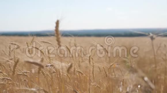小麦麦田日落景观慢动作视频农民智慧农业生态理念麦田耳朵视频的预览图
