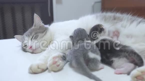 猫幸福的家庭妈妈和新生的小猫孩子们猫喂养小猫的生活方式猫舔小猫国内国内视频的预览图