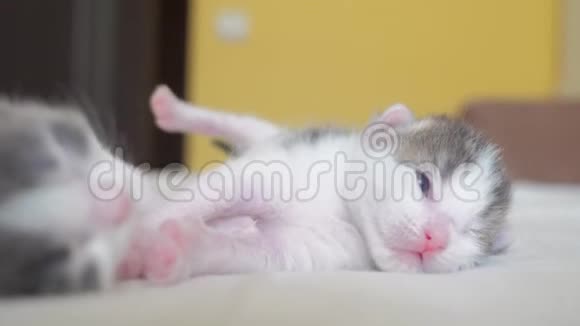 有趣的视频两只宠物可爱的新生小猫睡在生活方式的床上团队合作宠物概念宠物概念小猫视频的预览图
