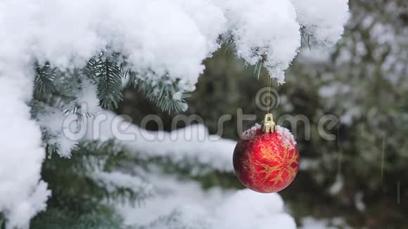挂在枞树枝上的圣诞球降雪的圣诞背景视频的预览图