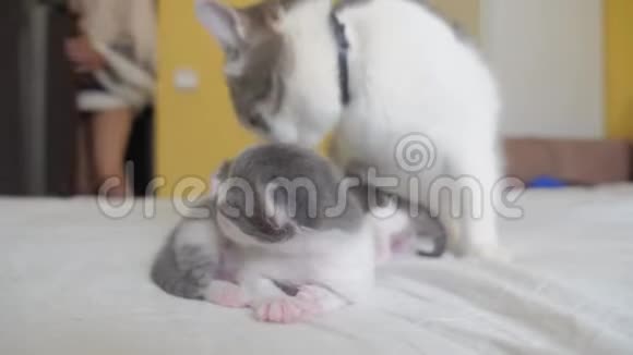 幸福的家庭猫妈妈和新生的小猫孩子们猫舔小猫家庭生活方式动物概念视频的预览图