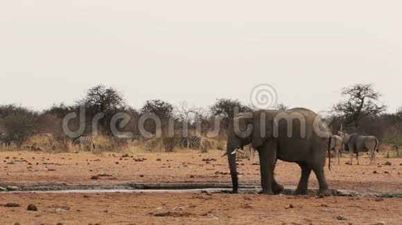 非洲象在泥泞的水坑里视频的预览图