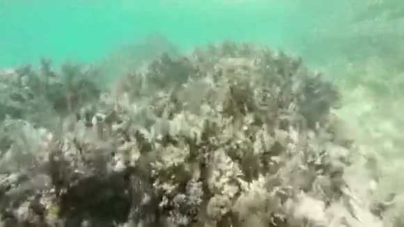 海带海底视频的预览图