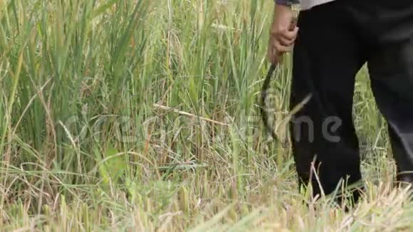泰国农民田间收割水稻的特写视频的预览图