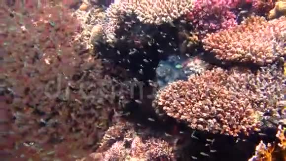 红海美丽的海洋环境视频的预览图