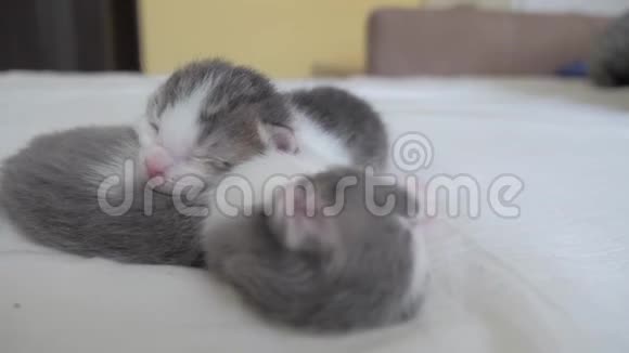 搞笑视频两只宠物可爱新生小猫睡觉团队在床上生活方式宠物概念宠物概念小宠物视频的预览图