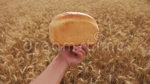 人类在麦田里拿着面包慢动作视频小麦领域的成功农学家生活方式收获时间视频的预览图