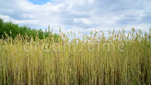 田间黄麦碎块视频的预览图