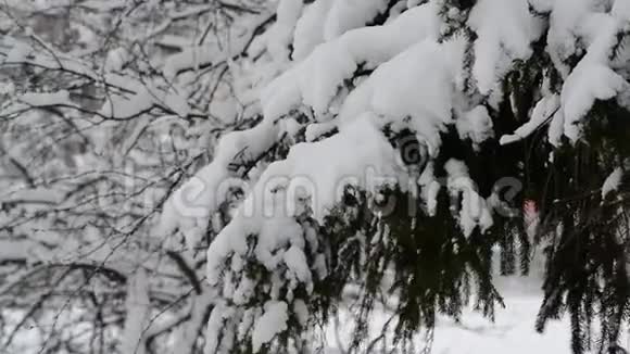 一棵圣诞树在森林的雪地里的树枝视频的预览图