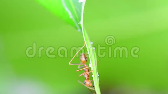 蚂蚁走在芒果叶子上视频的预览图
