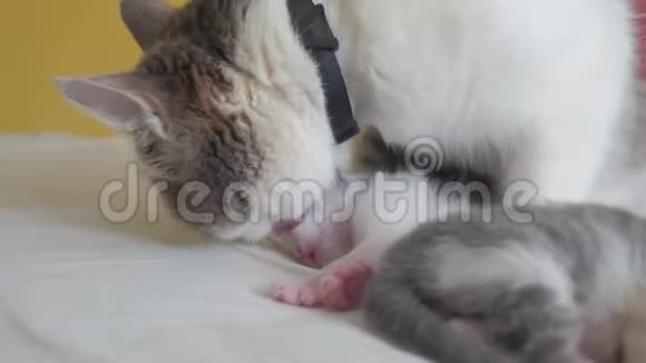幸福的家庭猫妈妈和新生的生活方式小猫的孩子猫舔小猫家畜概念视频的预览图