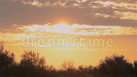 树木背景上五彩缤纷的夕阳田野里金色的夕阳视频的预览图