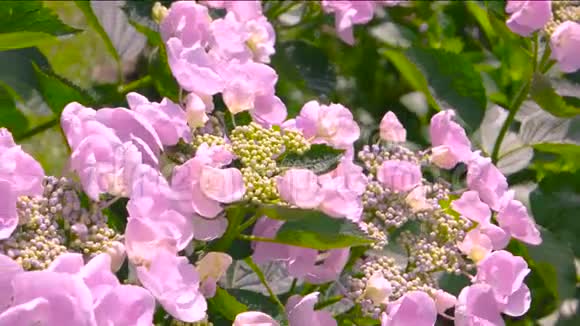 美丽的粉红色花朵视频的预览图