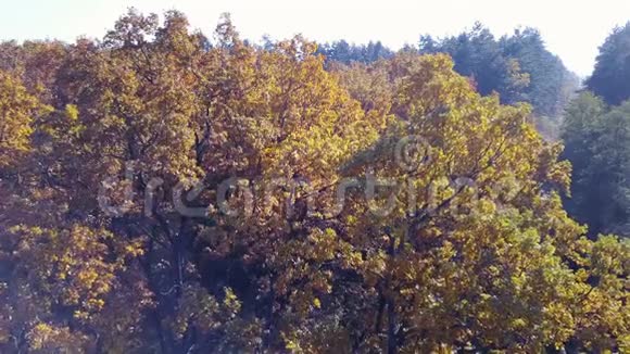 秋天黄叶枝上的鸟瞰图视频的预览图