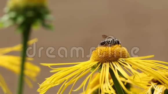 蜜蜂和大黄蜂在花夹上视频的预览图