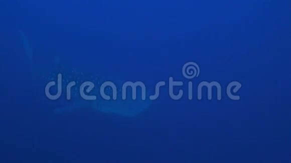 蓝水中的鲸鲨视频的预览图