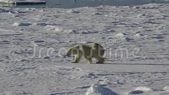 北极熊在冰上行走视频的预览图