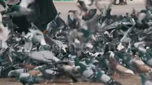 巨大的鸽子群在城市公园里吃面包慢动作视频的预览图
