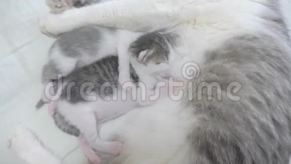 猫幸福的家庭妈妈和新生的小猫孩子们猫喂小猫生活方式猫舔小猫动物视频的预览图