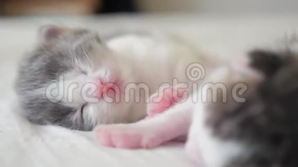 搞笑视频两只宠物可爱新生小猫睡觉团队在床上宠物概念生活方式宠物概念小猫视频的预览图