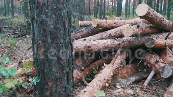 森林中的树木树干视频的预览图