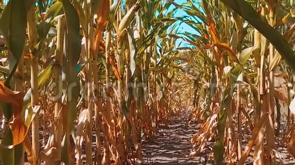有机玉米田干熟玉米的农业概念玉米生活方式收获天然产品农业视频的预览图