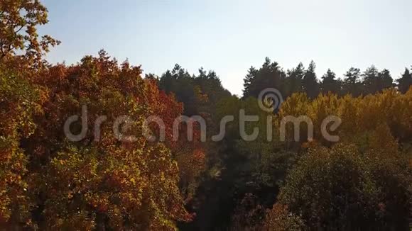 秋天黄叶枝上的鸟瞰图视频的预览图