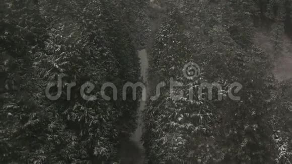 森林中的积雪冬季视频的预览图