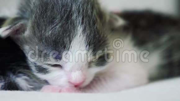 搞笑视频两只可爱的新生小猫在床上集体睡觉宠物概念宠物概念小猫条纹生活方式视频的预览图