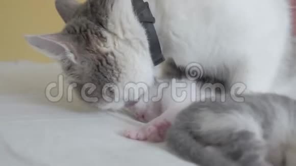 快乐的家庭猫妈妈生活方式与新生小猫的孩子猫舔小猫家畜概念视频的预览图