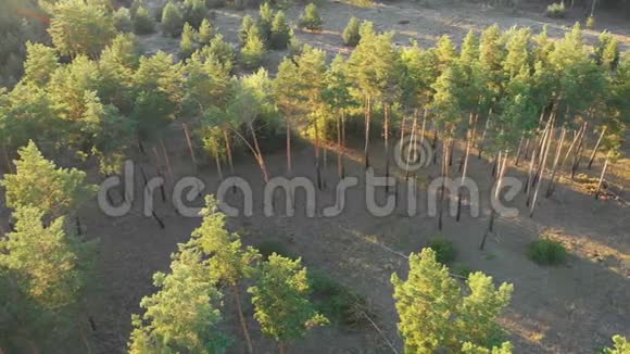 松林鸟瞰无人机松木公园的俯视图视频的预览图