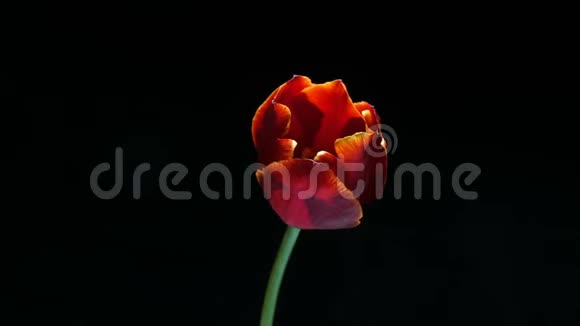 红色郁金香花在黑色背景上的时间阿尔法通道视频的预览图