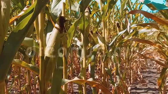 有机玉米田干熟生活方式玉米的农业概念玉米收获天然产品农业视频的预览图