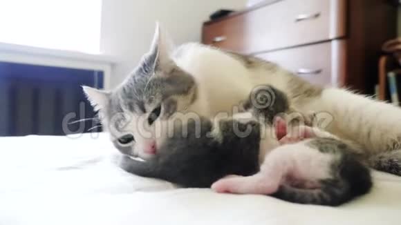 幸福的家庭猫妈妈和新生的小猫孩子们的生活方式猫喂小猫猫舔小猫国内国内视频的预览图