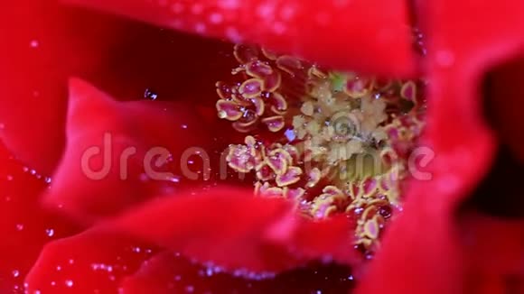 红玫瑰特写与水滴视频的预览图