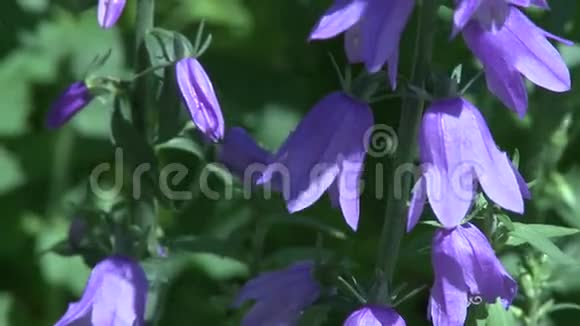 紫色的花视频的预览图
