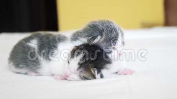 两只可爱的新生小猫在床上集体睡觉宠物概念宠物概念小猫斑纹睡在白色上视频的预览图