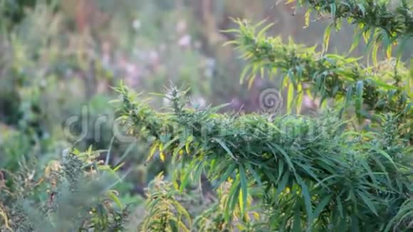 栽培矮山松松松松松靠近岩石花园里的普米里奥视频的预览图