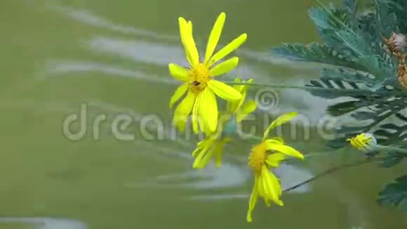 大自然的美丽花朵视频的预览图