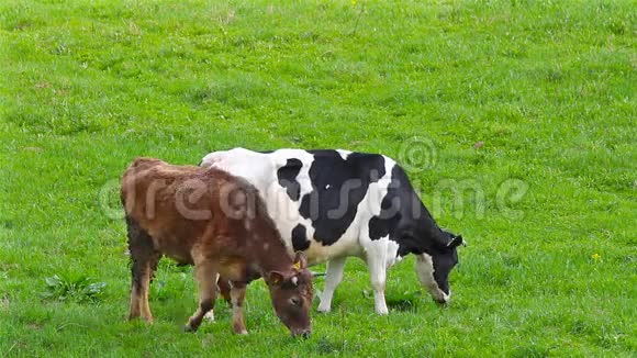 一群牛视频的预览图