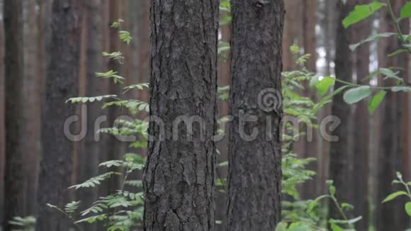 垃圾堆放在森林里环境污染夏日阳光明媚森林里绿树成荫视频的预览图