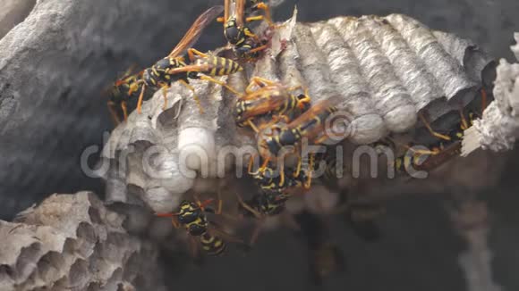 黄蜂虫屋脊下害虫黄蜂窝野生黄蜂慢动作视频咬生活方式过敏视频的预览图