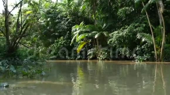 巴西贝伦杜帕拉的湿地视频的预览图
