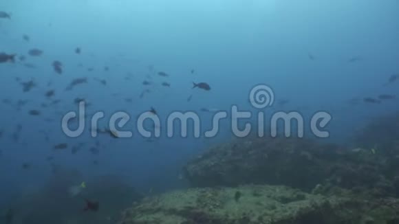 加拉帕戈斯群岛的蓝色海洋水背景上的鱼类学校视频的预览图