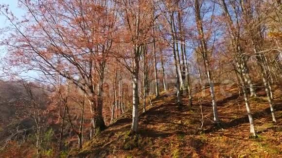 秋天的森林和阳光灿烂视频的预览图