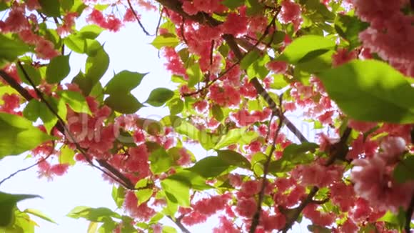 樱花樱花树花开视频的预览图
