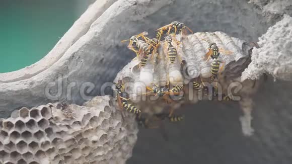 屋脊下黄蜂生活方式害虫黄蜂窝野生黄蜂慢动作视频过敏咬伤危害视频的预览图