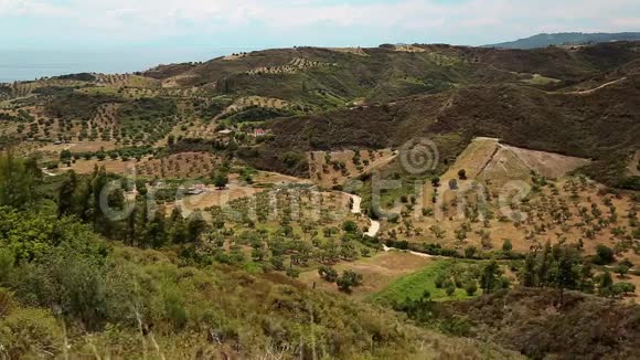 希腊卡桑德拉半岛NeaSkioni村附近的橄榄种植园视频的预览图
