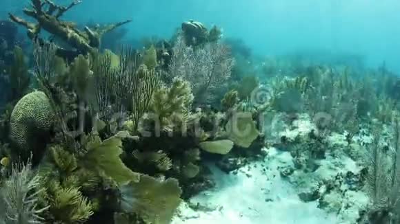 加勒比海美丽的珊瑚礁和日光视频的预览图